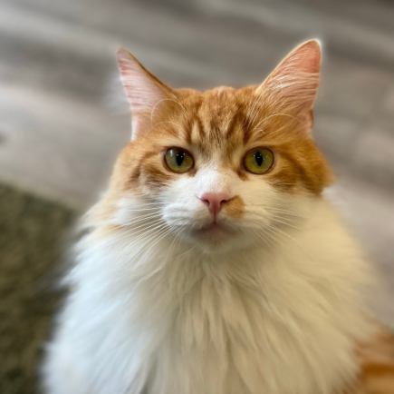 [Weekdays only] Free time to interact with cats (10:00 to 18:00)
