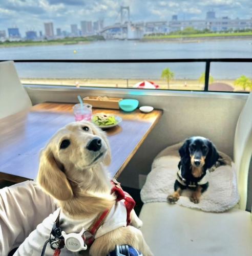 店内ペットオーケー