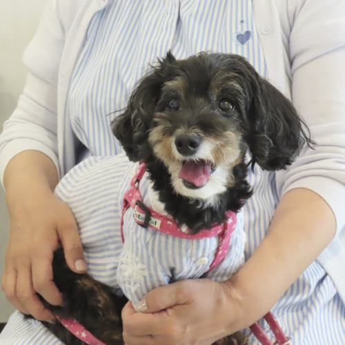 小型犬から大型犬までOK♪