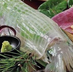 Live squid sashimi gram