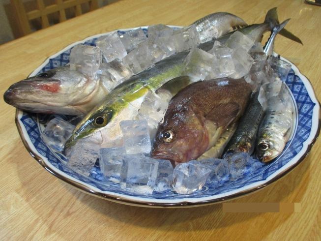 お刺身はもちろん日替わりで焼魚、煮魚等もご用意しております