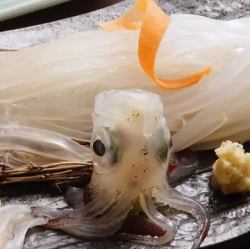 활 오징어 춤 물림