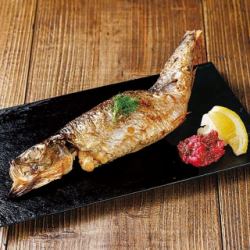大判子持ちニシン