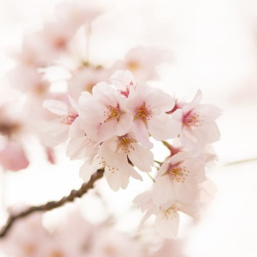 桜(8貫)