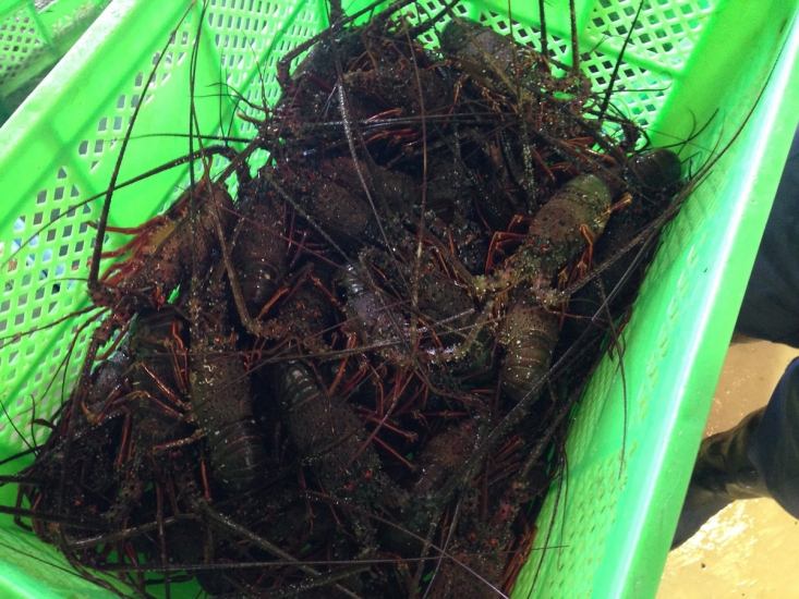 禁令終於解除了，不用去市場就可以享受漁港新鮮多刺龍蝦的滋味！