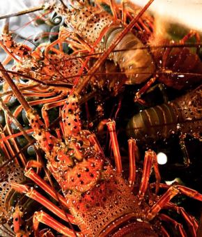 直仕入!直送伊勢海老