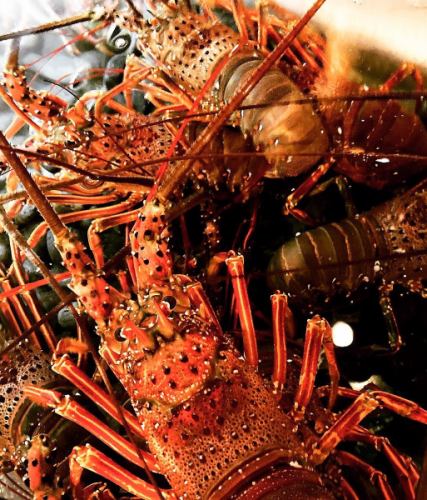 直仕入!直送伊勢海老