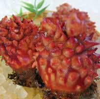 Live sea squirt