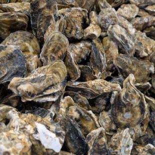 焼牡蠣800ｇが食べられる！　全5品焼牡蠣 3300円コース（飲み放題なし）