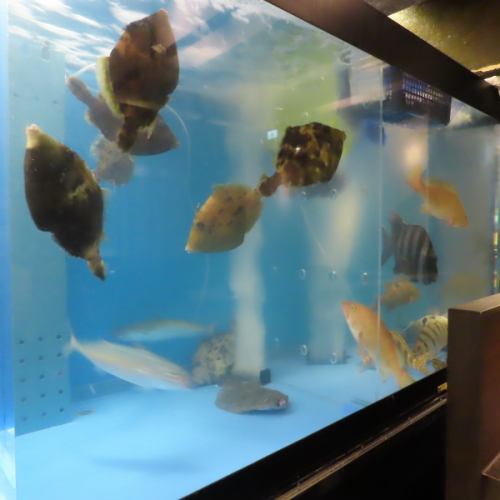 A variety of fish are swimming in the fish tank inside the store.