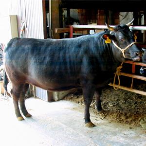地元黒瀬で育った新鮮なお肉