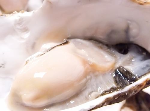 Oysters sent directly from Lake Saroma, Hokkaido