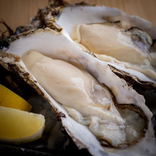 Large oysters