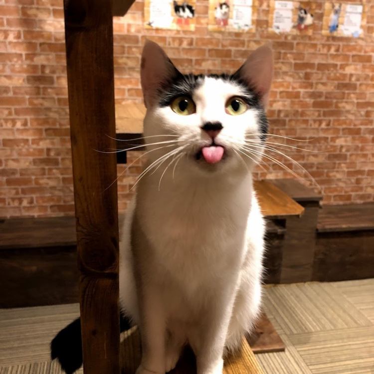 ねこ空間 チャモラ CYAMOLA【公式】