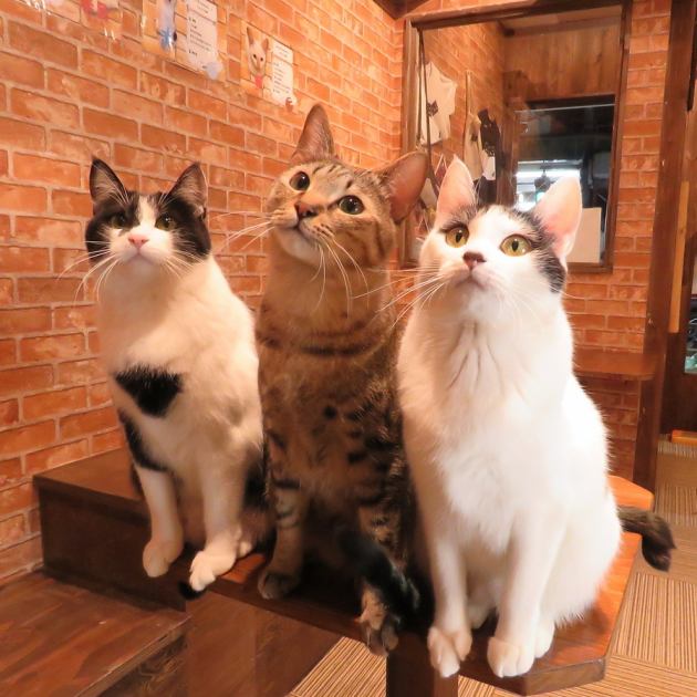 ねこ空間 チャモラ CYAMOLA【公式】