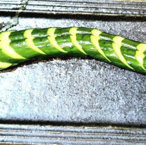 きゅうり一本漬け