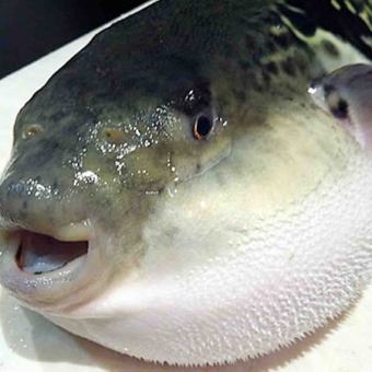 토라 복어 (아직 부정기 입하를 위해 문의하십시오)