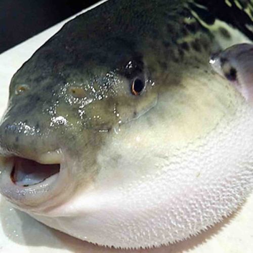 토라 복어 (아직 부정기 입하를 위해 문의하십시오)