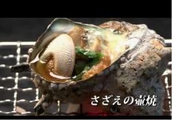 活サザエ