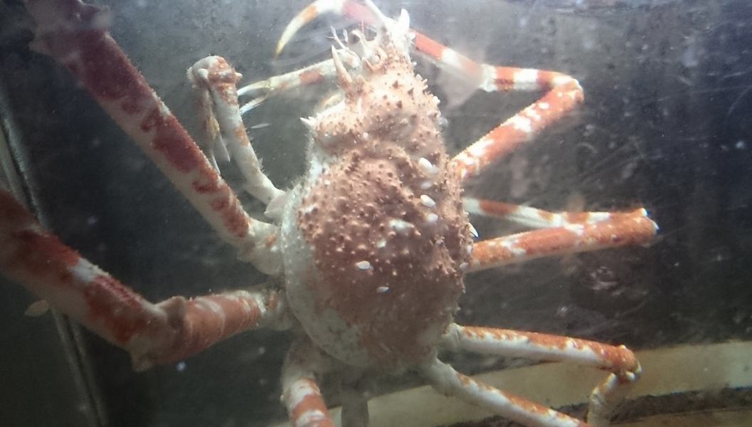 冬季限定のふぐ、タカアシガニ、カワハギ、ウマヅラ、ホウボウ、鯒、石鯛など天然物の活魚も随時入荷！！