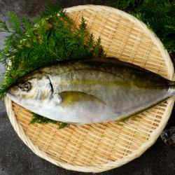 히라마사(나가사키, 가고시마, 고치, 미야기, 후쿠이)
