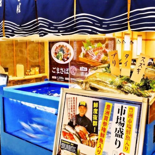 [鱼缸] 提供活鱼！