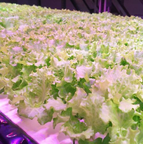 Special ingredients 1 "Frill lettuce from Shiga prefecture"