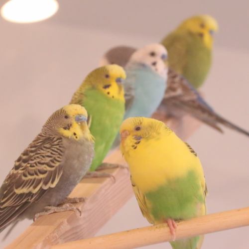 There are parakeets and birds in the store ★ The only bird cafe in Beppu, Oita