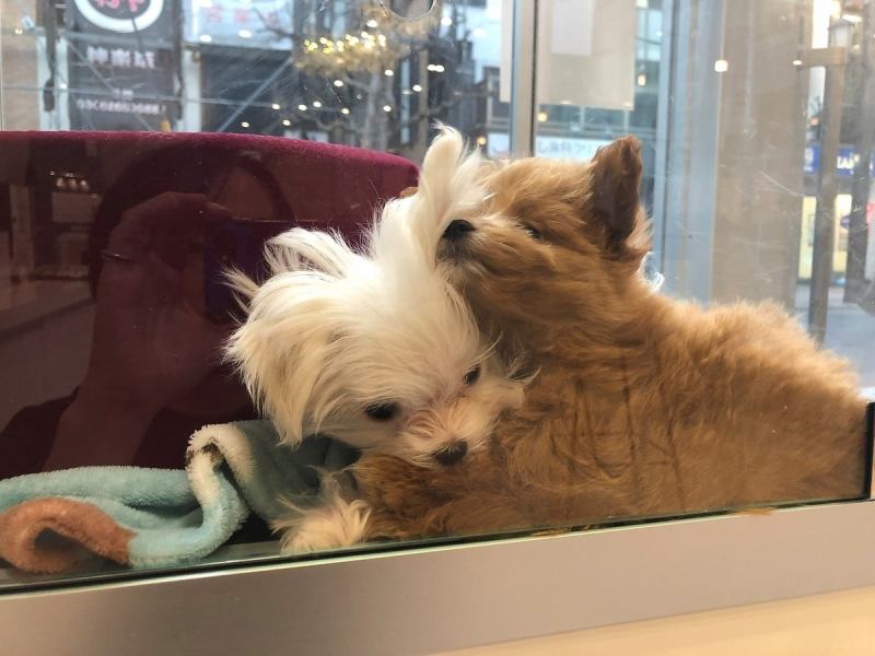 古来から人と寄り添い、人を元気にする不思議な力をもつワンちゃん。「ANDog」では、人も犬も幸せになれる空間を目指し、ヒーリングや癒しの技術を取り入れたサロンをご用意しています。扉を開けてくださるすべての方が笑顔になれるよう、心を込めてお迎えします。デートや女子会など、癒されたい日にぜひご利用ください♪