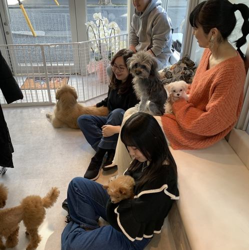 癒しのわんちゃん女子会★