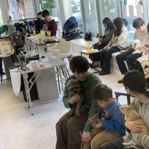 【わんちゃんと触れ合えるテーブル席】わんちゃんと一緒にくつろげるテーブル席は、最大15名様までご着席可能です♪ドッグカフェだけでなく、様々な施設が融合した当店で、わんちゃんに癒されながらお食事を楽しむランチタイムはいかがでしょうか?女子会やご家族でのご利用にもぴったりな空間です!