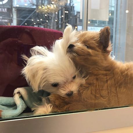 【ふれあい体験】世界初!犬カフェとドックカフェの融合!癒しのひとときを..☆嬉しい1ドリンク付き。