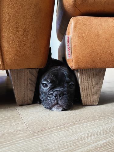 今年も1年間ありがとうございました
新年は1月5日(月)より営業致します🐫
2026年もよろしくお願い致します🙇

私事ながら、我が家に新しい家族が増えました🤗
稀にお店の近くを散歩している事もあるかもなのでその際はかまってやってください。

それでは、皆様良いお年をお迎えください🎍

#府中居酒屋  #らくだ屋 #フレンチブルドック #関家具 #leathertex