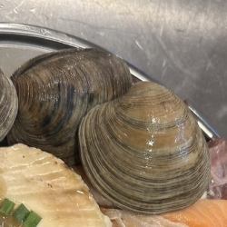 活ホンビノス貝