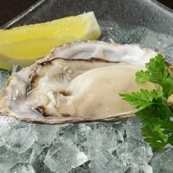 Oyster