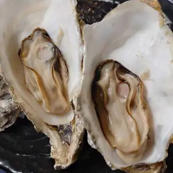 仙鳳趾産！蒸し牡蠣（２ケ）