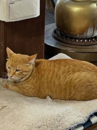 今回の蕎麦巡りツーリングは　引佐町奥山の乃木そば神谷さん
蕎麦も美味しいが味噌田楽も美味しいです〜