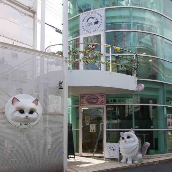 25匹の猫と触れ合えるガラス張りの開放的な空間で、癒しのひとときを楽しめるカフェ。