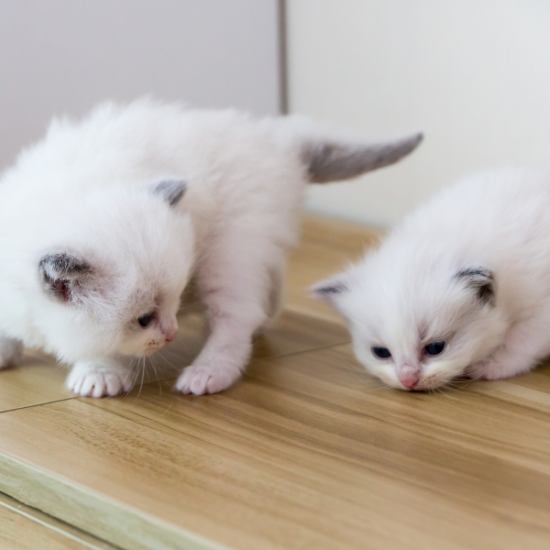 猫に癒やされる特別な時間。距離が縮まるまったり猫カフェデート