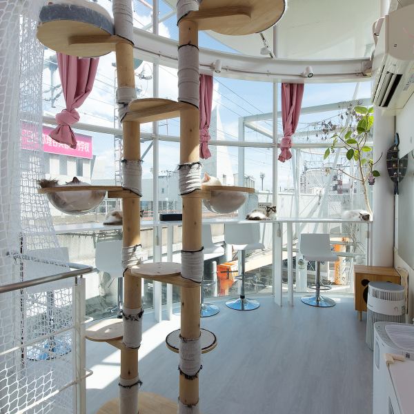 【鶴橋駅から好アクセス!】駅近くで通いやすい猫カフェMIHOOは、ガラス張りで自然光が差し込む明るく清潔感あふれるお店です。人気の「猫抱っこ」や「おやつ体験」も楽しめます。スタッフが猫ちゃんの特徴を丁寧に教えてくれるので、初めての方も安心☆可愛い猫たちに囲まれて最高の癒やしを体験しませんか?