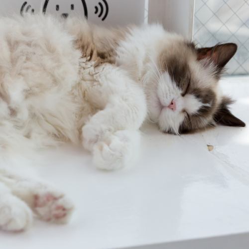 癒やしの猫抱っこOK