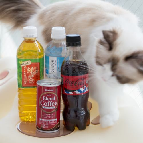 選べるドリンク付