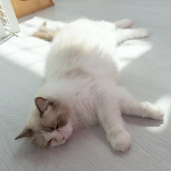 【平日】30分!25匹の猫ちゃんと触れ合えます。1200円(税込)