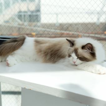 【平日】60分!25匹の猫ちゃんと触れ合えます。2400円(税込)