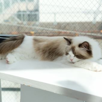 【平日】60分!25匹の猫ちゃんと触れ合えます。2400円(税込)