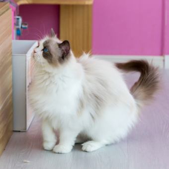 【土日・祝】30分!25匹の猫ちゃんと触れ合えます。1400円(税込)