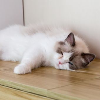 【土日・祝】60分!25匹の猫ちゃんと触れ合えます。2800円(税込)