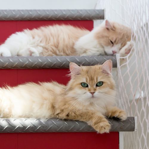 猫を抱っこできます。おやつ体験も可!