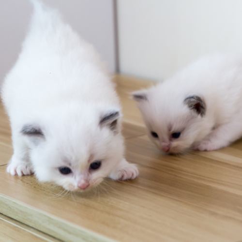 愛らしい子猫の家族も募集中!一匹一匹の性格や特徴も丁寧にご説明いたします♪