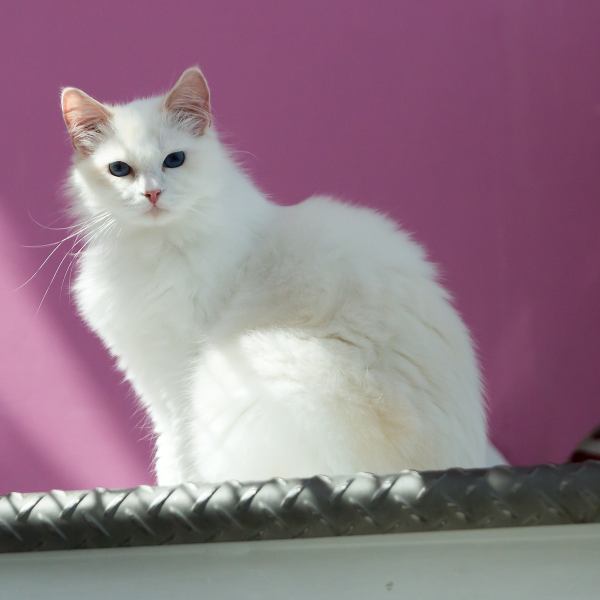 店内を自由に過ごす猫たちに癒やされる!気になった猫ちゃんの特徴をスタッフがご紹介します♪